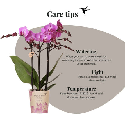 Kolibri Orchids | Paarse Phalaenopsis Orchidee - Mineral Vienna in Gradience Sierpot Lila met Giftbox - Ø9 cm
