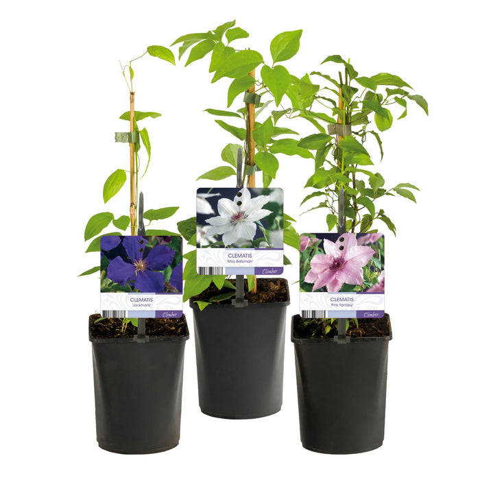 Clematis Tricolour - Bosrank - Bloem Roze Wit Paars - ↕40cm - Ø11cm - 3x