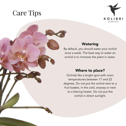 Dusty pink Phalaenopsis orchid - Jewel Treviso - pot size Ø9cm | flowering houseplant