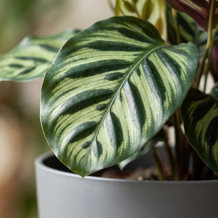 Calathea Makoyana - Roślina pawia - w szarej doniczce - ↕70cm - Ø19cm