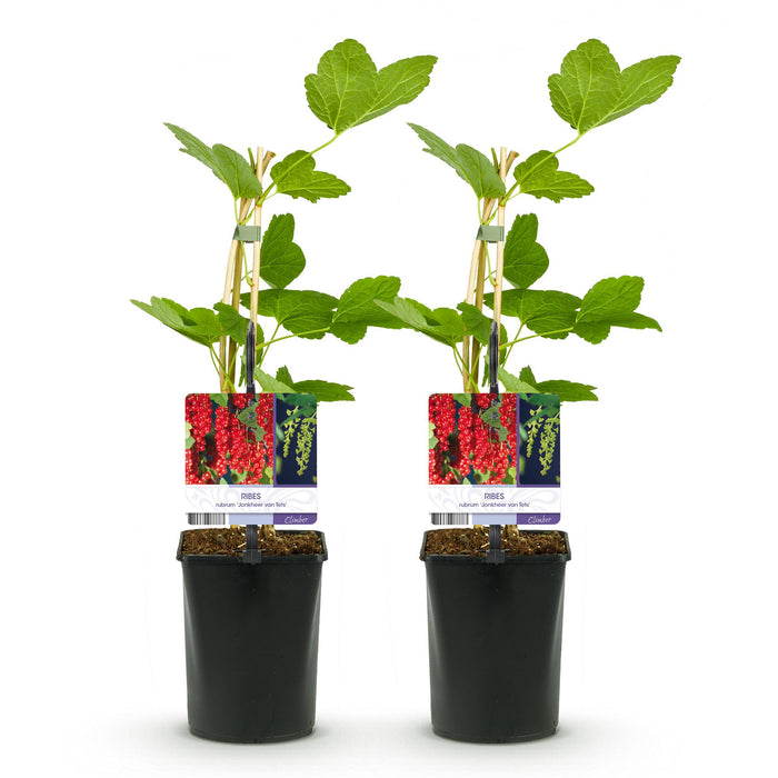 Fruitplant - Aalbes - Ribes rubrum Jonkheer van Tets - Rode Bes - 2 planten -  Pot 11cm Hoogte 40cm