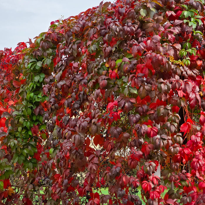 Wilde Wingerd - Parthenocissus Engelmannii - Blad Groen later Rood - ↕40cm - Ø11cm - 2x