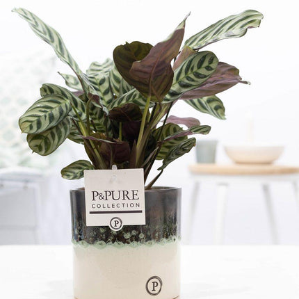 Ctenanthe Burle Marxii w ceramice iluzyjnej - ↕25cm - Ø12cm