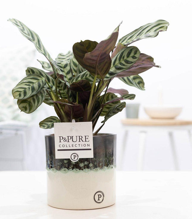 Ctenanthe Burle Marxii En Cerámica Ilusión - ↕25cm - Ø12cm