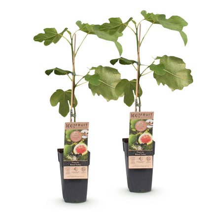Ficus carica Brun Kalkun - Figentræ - Hårdfør - Stedsegrøn - Lilla Frugt - 2 Planter - 15cm Potte - Højde 50cm
