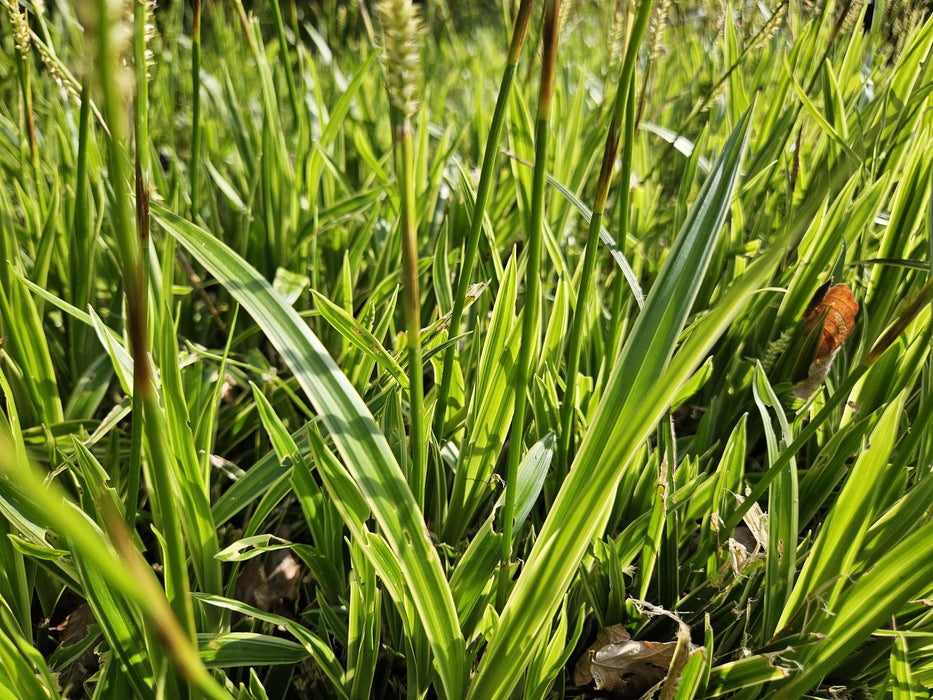 Carex morrowii 'Aureovariegata'  - Zegge - ↕10-25cm - Ø9cm - 6x