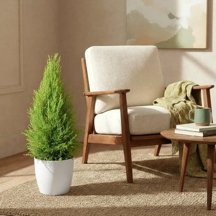 Cupressus Gold Crest Wilma - Kamer conifeer - met witte plantenpot - ↕85-95cm - Ø21cm