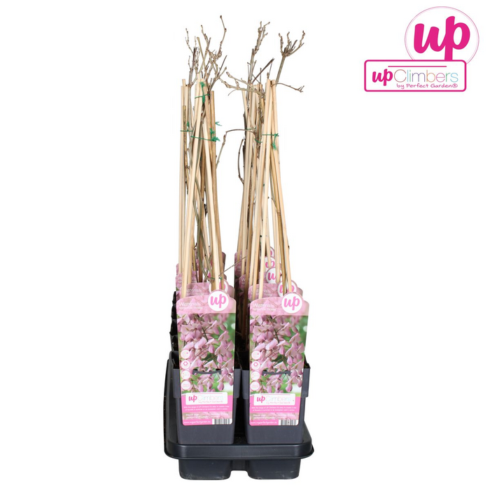 Wisteria floribunda 'Rosea' - Roze regen - ↕65cm - Ø15cm