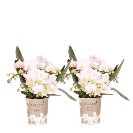 Kolibri Orchids | Combi Deal - 2 Witte Phalaenopsis Orchideeën Botanic Nazare - Ø9 cm