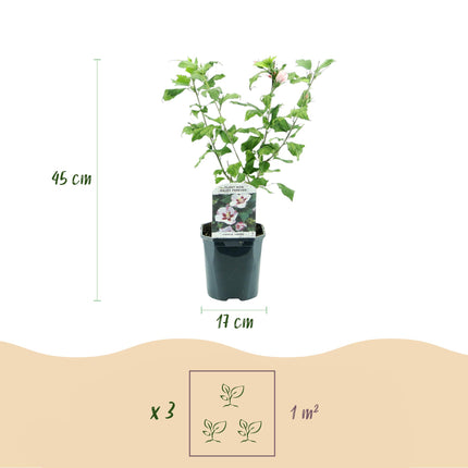 Hibiscus syriacus Hamabo - Tuin Hibiscus - Wit - Roze - ↕45cm - Ø17cm - 3x