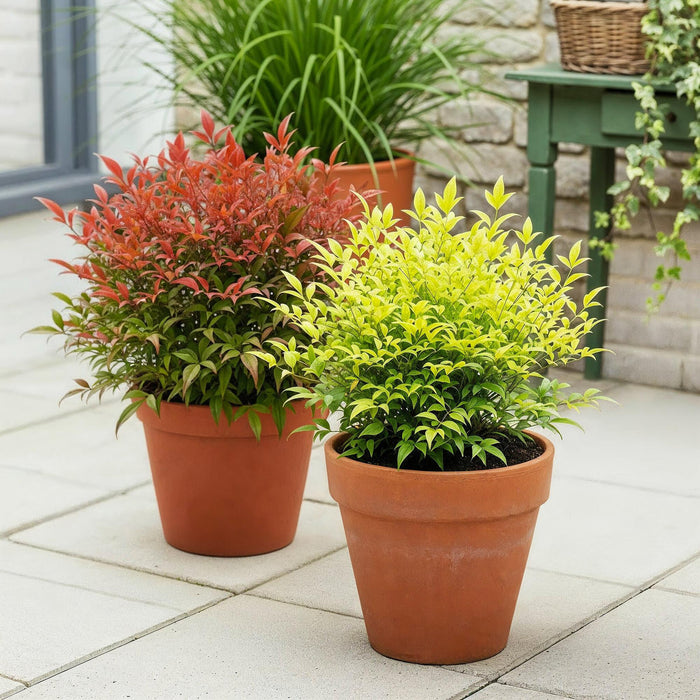 Nandina Duo - Geel & Rood - 2 Planten - Groenblijvend - Weinig Onderhoud - Pot 17cm Hoogte 45cm