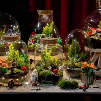 Berry Christmas Terrarium - Plant Terrarium - DIY Kit Christmas - Ø19cm - ↕20cm