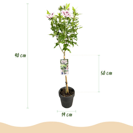 Hibiscus syriacus Starburst Chiffon® - Plante sur tige - Plante de terrasse - ↕90cm - Ø19cm