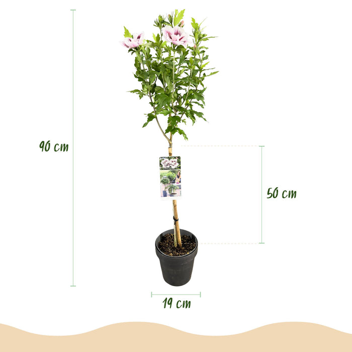 Tuinplant - Hibiscus syriacus Starburst Chiffon® - Plant op stam - Terras Plant - Bladverliezend - Weinig Onderhoud - Pot 19cm Hoogte 90cm