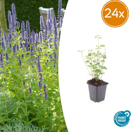 Agastache 'Black Adder' - Pianta di liquirizia - ↕10-25cm - Ø9cm - 24x