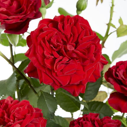 Rosa Crazy in love 'Red' - Klimroos - ↕65cm - Ø15cm - 3x