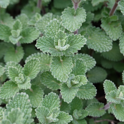 Calamintha nepeta - Bergsteenthijm - ↕10-25cm - Ø9cm - 48x