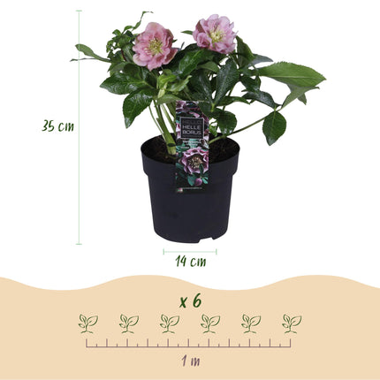 Hellébore d'Orient 'Double Ellen Pink' - Fleur rose - 2 plants - Persistant - Pot de 14 cm - Hauteur 35 cm