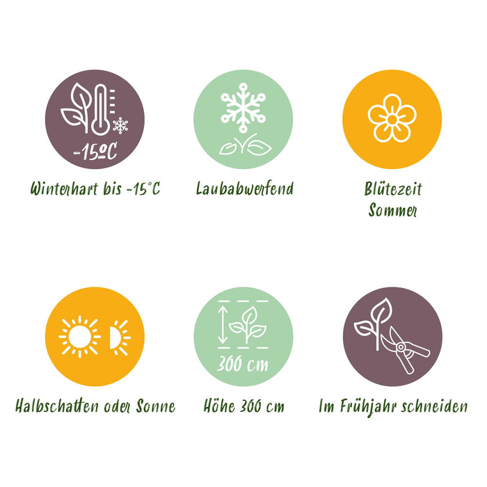 Cotinus coggygria Royal Purple - Smoke Tree - Purple - ↕35cm - Ø12cm