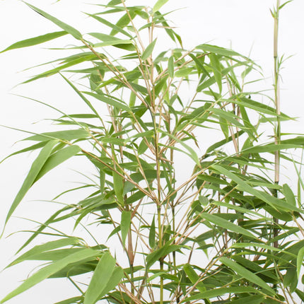 Fargesia rufa - Non-invasive bamboo - ↕80cm - Ø23cm