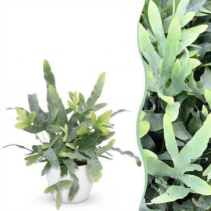 Phlebodium aureum Blue Star - Blue Fern - with white plant pot - ↕25cm - Ø12cm