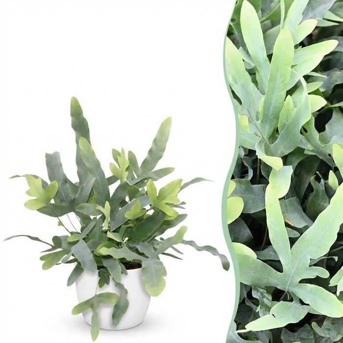 Phlebodium aureum Blue Star - Blauwe Varen - met witte plantenpot - ↕25cm - Ø12cm
