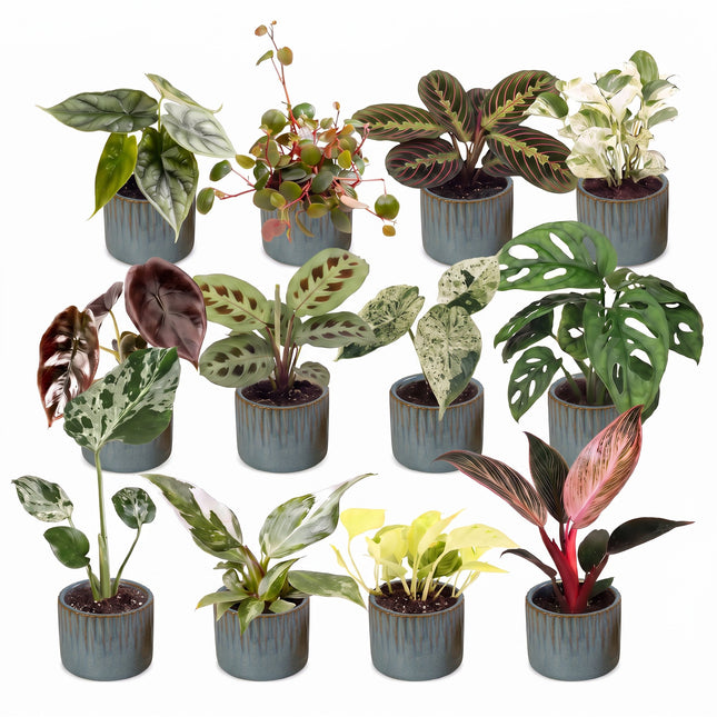 Baby Plants Surprise Box 12x - Verrassingsbox kleine planten - Diversen - Tropisch - incl. Linnea Misty Blue - Ø6cm - ↕5-15cm