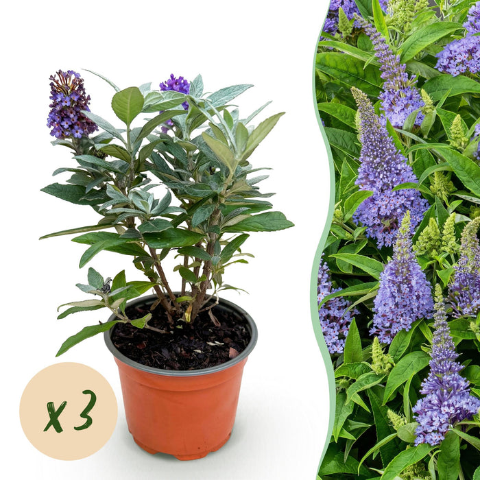 Buddleja davidii Sommerfuglebusk Lille Lila - Sommerfuglebusk - Kompakt - Syren - ↕20-25cm - Ø12cm - 3x