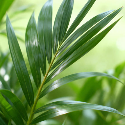 Howea Forsteriana - Kentia Palm - ↕120-130cm - Ø21cm