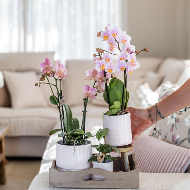 Kolibri Home | Pastel-ytterkruka - Vit