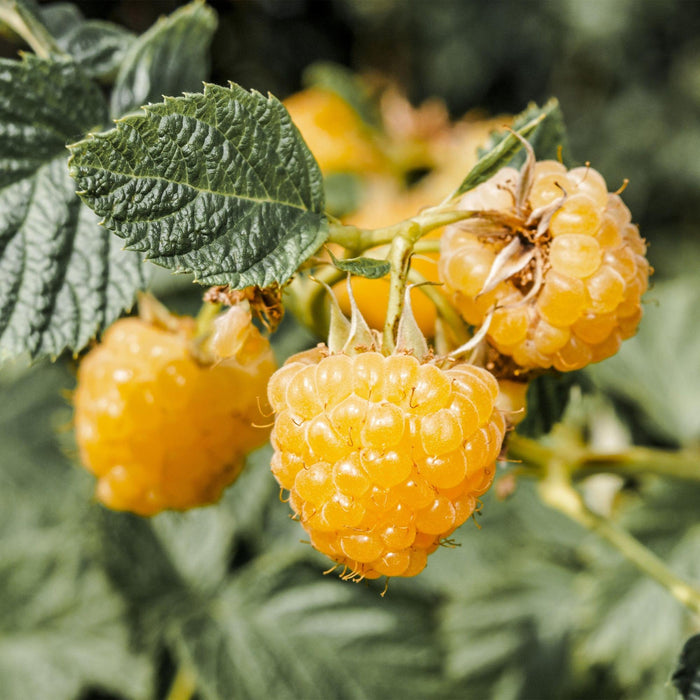 Rubus idaeus Fallgold - Frambozenplant - Gele Framboos - ↕50cm - Ø15cm - 2x