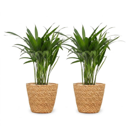 Areca Lutescens - Goudpalm - 2x - met Zeegras Mand - Pot 12cm - Hoogte 45cm