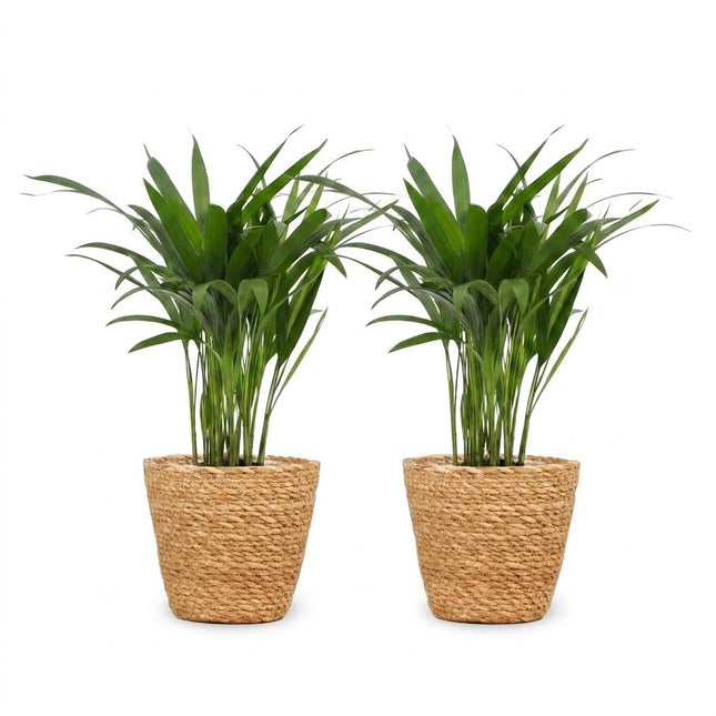 Areca Lutescens - Palma dorata - 2x - con cestino in erba marina - Vaso 12cm - Altezza 45cm