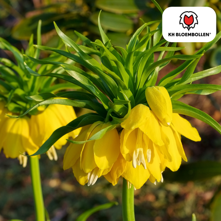 Fritillaria / Crown Imperial Lutea 5 stk.