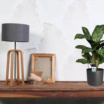 Aglaonema Greenlight - ↕60cm - Ø17cm