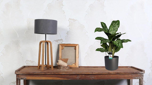 Aglaonema Greenlight - ↕60cm - Ø17cm