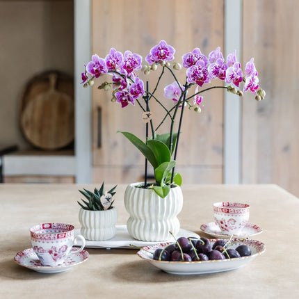 Kolibri Orchids | Gift Set Horizon Wit - Witte Phalaenopsis Orchidee Blossom Zurich & Succulent