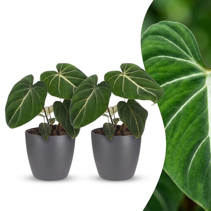 Philodendron Gloriosum - Glorie Philodendron - met grijze pot - ↕25cm - Ø12cm - 2x