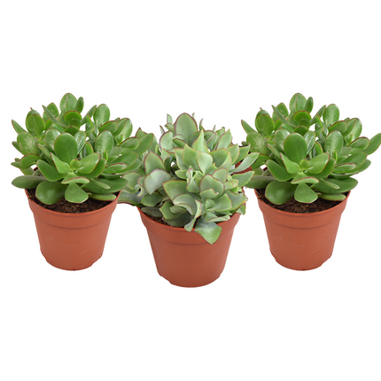 Crassula Mixed - ↕20cm - Ø12cm - 3x
