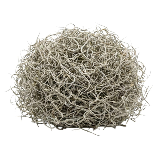 Dried Tillandsia Moss – 1L – For decorative use only