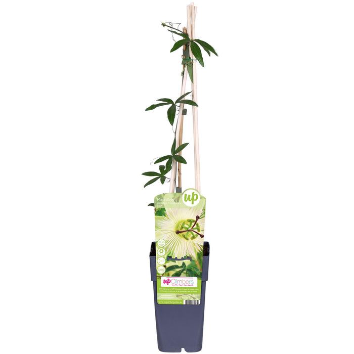 Passiebloem - Passiflora wit caerulea 'Constance Elliot' - ↕65cm - Ø15cm