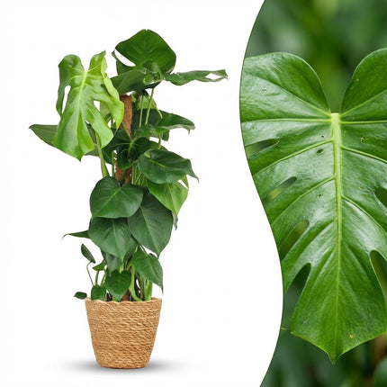 Patyk z mchu Monstera Deliciosa - Roślina z otworem - z koszykiem - ↕90cm - Ø19cm