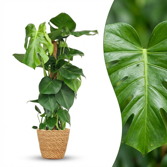 Monstera Deliciosa mosstok - Gatenplant - met Mand - ↕90cm - Ø19cm