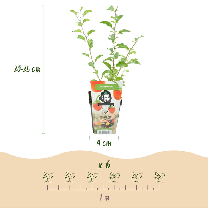 Goijbes - Lycium Barbarum - Rustique - 3 plants - Pot de 9 cm - Fruits orange et rouges