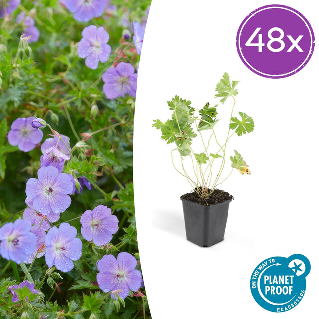 Geranium Rozanne - Ooievaarsbek - ↕10-25cm - Ø9cm - 48x