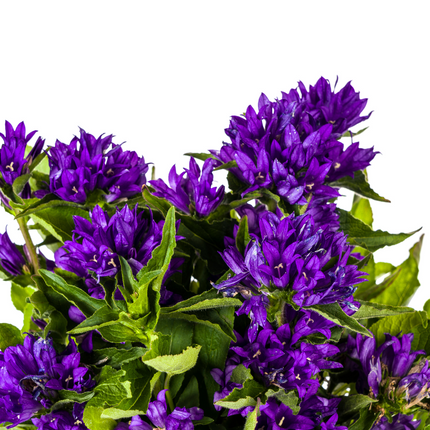 Campanula Glomerata Genti Blue - ↕30-40cm - Ø19cm