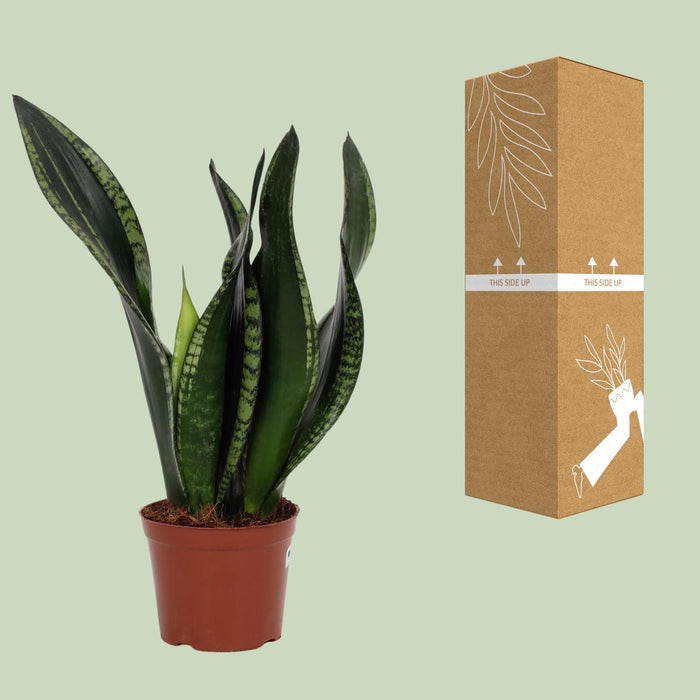 Sansevieria Whitney - Vrouwentong - ↕27cm - Ø12cm