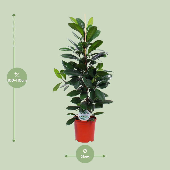 Ficus Cyathistipula - ↕105cm - Ø21cm