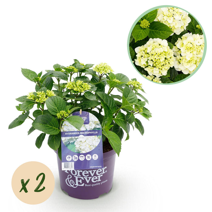Terrasplant - Hortensia - Hydrangea Forever & Ever - Wit - 7-12 Bloemen - 2 Planten - Pot 23cm Hoogte 55cm