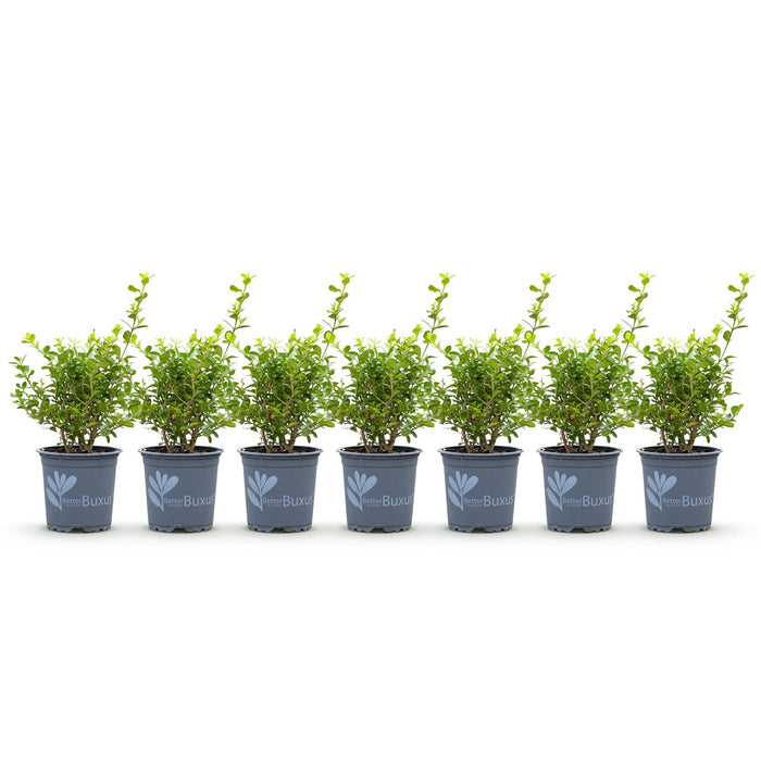 Buxus Haag - BetterBuxus Babylon Beauty - Resistant tegen de Buxus Schimmel - 1 strekkende meter - ↕25-30cm - Ø10,5cm - 7x